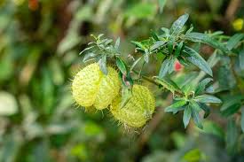 Image result for Gomphocarpus physocarpus