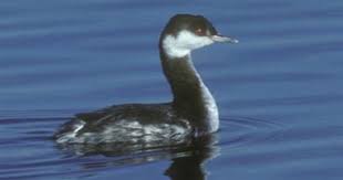 Birds Native To Virginia Beach Horned Grebe I Saw Them In Winter Plumage At Sherwood Lake Va Beach Picture C L B Wales Clo Bird Life List Black Breeding Bird Photo