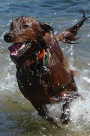 Irish Setter Most Just Love The Water Beautiful Irish Dog Irish Setter Irish Terrier