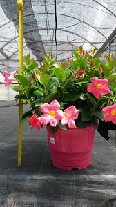 Image result for dipladenie sanderi obrázek