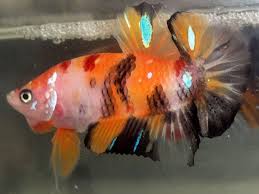 Betta Fish Betta Fish Ideas Bettafish Fishbetta Live Betta Fish Candy Fancy Male 45 00 End Date Tuesday Jan 8 2019 2 29 55 P Betta Fish Betta Fish Pet