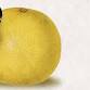 Rhod Gilbert & the Giant Grapefruit event image