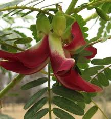 Image result for Sesbania quadrata