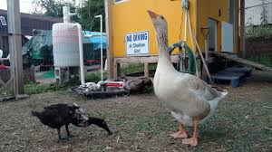 Watch the video explanation about how to build a self cleaning duck pond online, article, story, explanation, suggestion, youtube. Duck Pond And Homemade Filter Youtube