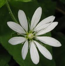 Image result for Stellaria mannii
