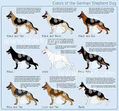 Breeders on our site are located throughout pennsylvania and surrounding states. Silver Sable German Shepherd Puppies For Sale In California Pets Lovers
