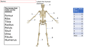 The information does not usually directly identify you, but it can. Label The Major Bones Of The Skeleton Teaching Resources