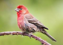 Birds Of East Texas Photos Birds Of East Texas Finches When They Were Offered For Sale As Pet Birds On The East Common Birds Finches Bird Bird Species