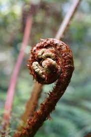 Image result for Cyathea capensis