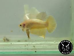 Black And Yellow Fish From Nemo Live Betta Golden Betta Hmpk Male 1 4 Inc Tropical Fish Thailand White Red Black Betta Fish Bettafish Betta Fish Betta Tropical Fish