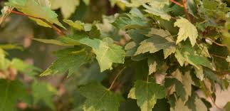 Find conquest norway maple (acer platanoides 'conzam') in burlington waterdown dundas ontario ontario on at connon nurseries cbv. The Somerset Red Maple Is A True Beauty Red Maple Tree Landscape Trees Red Maple