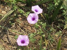 Image result for Ipomoea welwitschii