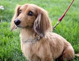 Use #4 fc or #5 fc clipper blade. Long Small Dog Breeds Online