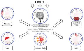 Zenkai red great introduction episode 2. Ijerph Free Full Text Cortisol On Circadian Rhythm And Its Effect On Cardiovascular System Html