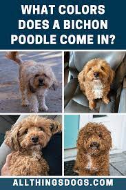 Bichon Poodle Colors Bichon Poodle Bichon Poodle Colors
