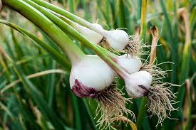Maybe you would like to learn more about one of these? 9 Of The Best Plant Companions For Garlic Gardener S Path
