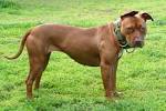 American Pit Bull Terrier - Wikipedia
