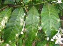 Image result for Tabernaemontana ventricosa