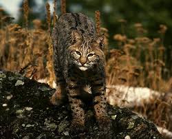 Mollusca are the second largest animal phylum on earth after arthropods. Adw Bobcat Jpg