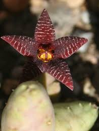 Image result for Piaranthus atrosanguineus