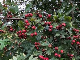 Image result for Hawthorn