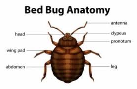Most ground beetles are black, but some species have green elytra (wing covers) and several shades of black. How To Identify A Bed Bug Correctly Bed Bugs Insider