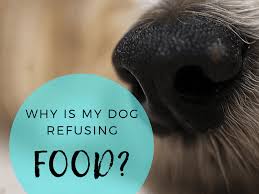How to get your dog to stop eating everything. Why Dogs May Refuse Food Pethelpful