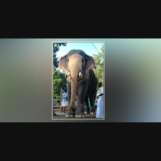Pallattu Brahmadathan elephant death | Kerala temple elephant struck by lightning | Thrissur Pooram Paramekkavu tusker