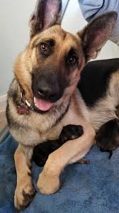 My Girl Posed For A Photo Right After Giving Birth Https Ift Tt 2fkyxf5 Cute Animals Pets I Love Dogs