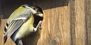 Image result for Kohlmeise vogelhouse