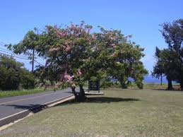 Image result for Cassia agnes