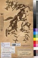 Image result for Ipomoea coscinosperma