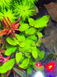 Image result for Nelsonia