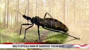 See more of kissing bug on facebook. Health Officials Warn Of Deadly Kissing Bug Wstm