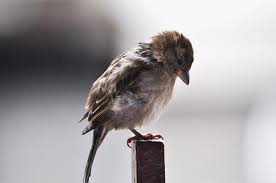 Maybe you would like to learn more about one of these? 10 Effective Ways To Protect Your Garden From Birds Urban Organic Gardener