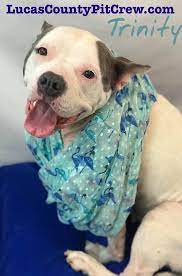 Ask group about this pet. Pets For Adoption At Lucas County Pit Crew In Toledo Oh Petfinder