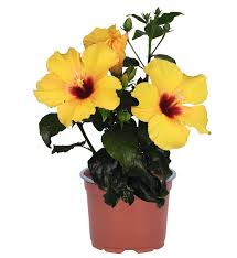 Image result for Impatiens gomphophylla