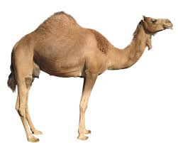 Camelo Animals Images Camels Animal Cutouts