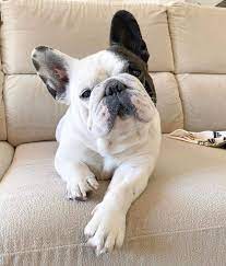 pin by vi on frenchdog cute bulldog puppies bulldog puppies french bulldog puppies