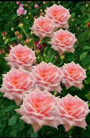 Download nice beautiful good morning flowers and share it on whatsapp, facebook, instagram with your friends and loved ones. Compassion Climbing Rose Beautiful Rose Flowers Climbing Roses Love Flowers