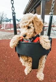 Dog Moms Guide To Show Off Your Love Diy Darlin In 2020 Cute Baby Dogs Super Cute Puppies Cute Dogs And Puppies