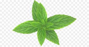basil leaf subpng