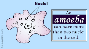 Classification Of Amoeba Ameba