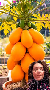 🌸Identifica las flores del árbol de papaya para saber si darán fruto:  Existen flores macho, hembra y hermafroditas, y cada una cumple una función  distinta: ✨ Flor macho: 🌱Son flores alargadas, agrupadas