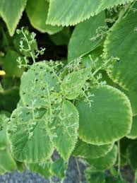 Image result for Laportea ovalifolia