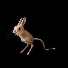 National Geographic On Instagram Photo By Joelsartore A Four Toed Jerboa At The Plzen Zoo In The Czech Republic Ple Animals Kangaroo Species Animals Wild