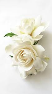 Double Gardenia Hair Clips White Ivory Gardenia Two Pretty Flowers White Roses White Flowers