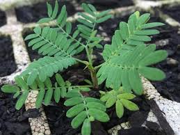 Image result for Acacia robusta