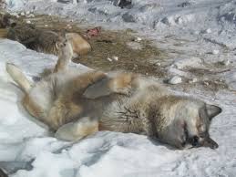 The main attraction are five live wolves who make up our ambassador pack. International Wolf Center In Ely Minnesota Kid Friendly Attractions Trekaroo