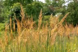 Image result for Sorghastrum